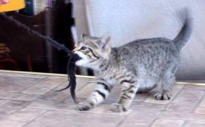 A kitten strains to hold a rope in its mouth.
